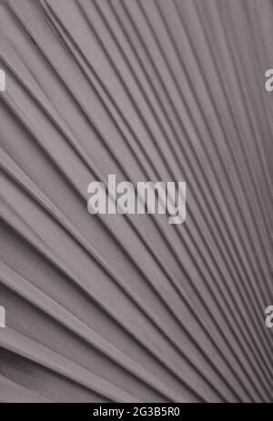 Silver, copper colored palm leaf pattern. Fan palm leaf with muted grey green abstract texture background. Bismarckia nobilis cultivar. Stock Photo