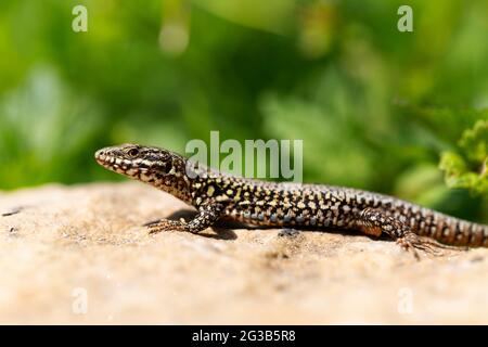 Wall lizard Lacerta muralis in close view sitting on a light stone Stock Photo