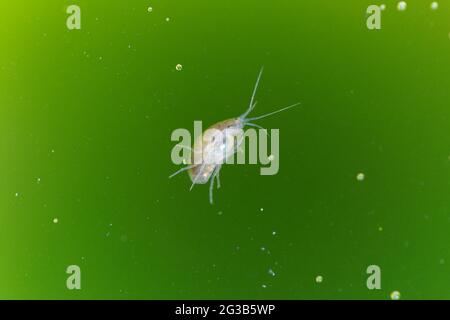 Amphipod crustacean Gammaridae Gammarus in close-up in algae-rich water Stock Photo