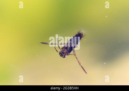 Aquatic insect Hemiptera Notonecta glauca close-up swimming Stock Photo