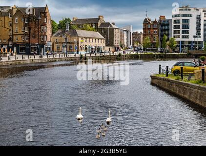 Swans & cygnets swimming in Water of Leith river, The Shore riverbank, Leith, Edinburgh, Scotland, UK Stock Photo