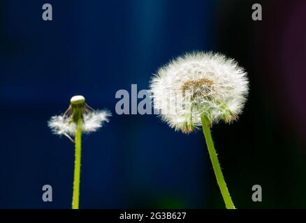 dandelions with white feathers in summer 2021 Stock Photo