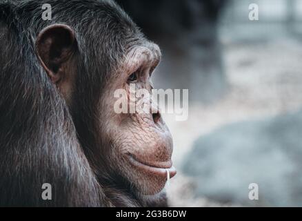 Ape Portrait Stock Photo