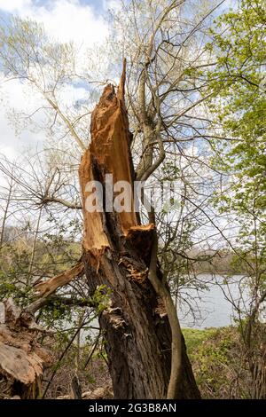 An old and rotten tree after a storm with lightning strike in summer Stock Photo