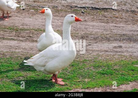 White geese walking on the meadow with green grass at farm. Domestic birds. Stock Photo