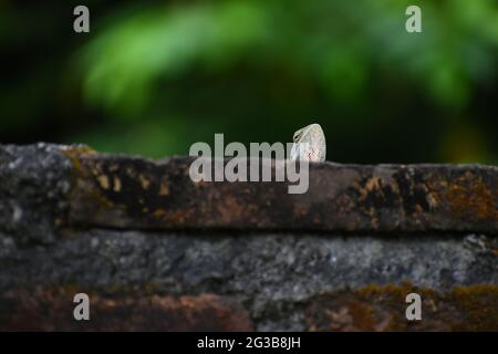 A garden lizard (Calotes versicolor) peeping on a brick wall. Stock Photo