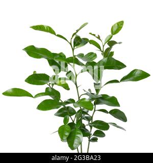 Fresh green aromatic Kaffir lime plant close up on white background Stock Photo