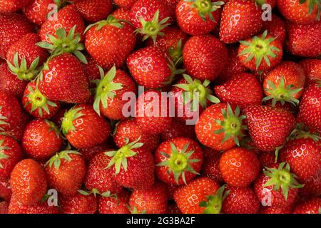 Whole fresh red strawberries close up full frame Stock Photo
