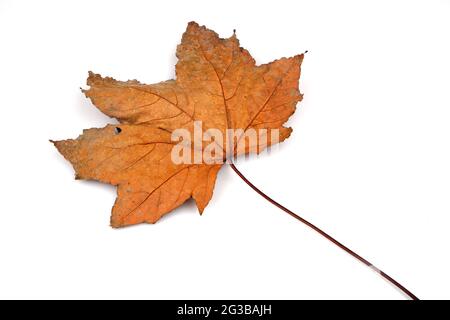 Maple leave close up isolated on white background Stock Photo