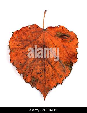 Multicolor falling autumn heart shaped leaf isolated on white background. Isolated leaves. Stock Photo