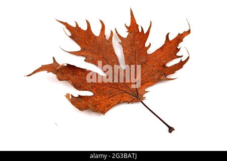 Dry oak leaves isolated on white background, Stock Photo