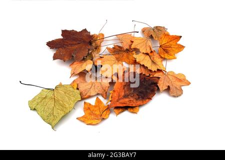 Autumn falling leaves isolated on white background Stock Photo