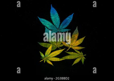 Real marijuana leaves colorized Stock Photo