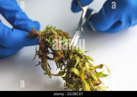 manicure cannabis bud, trimming marijuana leaves with scissors. Stock Photo