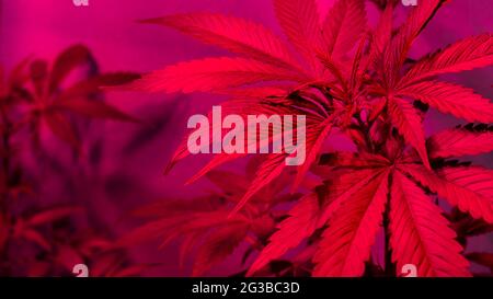 growing cannabis plants under LED lamps. Stock Photo