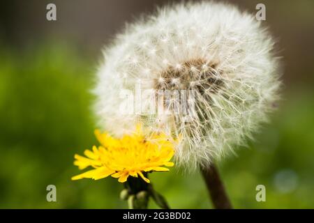 Two Flowers Yellow And White Dandelion On Background Of Green Meadow Spring. Stock Photo