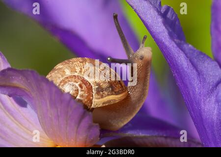 Beautiful garden snail close up on a purple iris flower in full bloom looking up. Nature wildlife in spring in Norfolk England Stock Photo