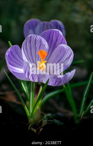 Crocus Flower Stock Photo