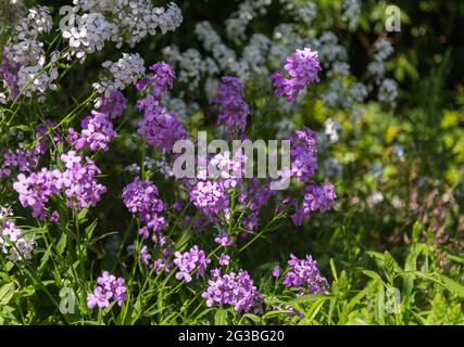 White and pink garden phlox in full bloom. Stock Photo