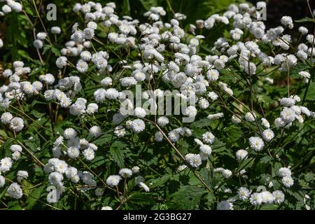 Ranunculus Aconitifolius flore pleno in full bloom. Stock Photo