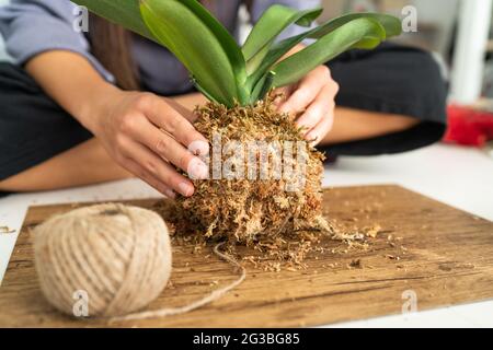 DIY home decoration with air plant hanging japanese moss ball. Woman making orchid kokedama with moss and rope. Gardening indoors Stock Photo
