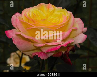 yellow and pink rose isolated on dark gren background Stock Photo