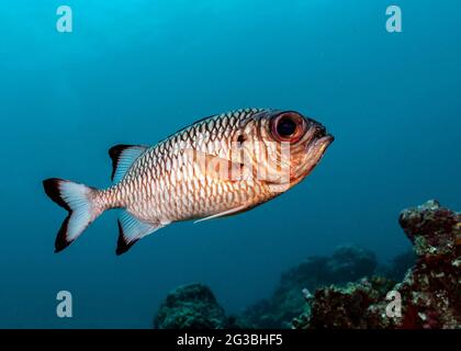 Shadowfin soldierfish, Myripristis adusta, in Maldives Stock Photo