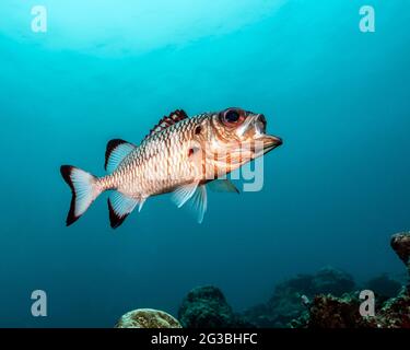 Shadowfin soldierfish, Myripristis adusta, in Maldives Stock Photo