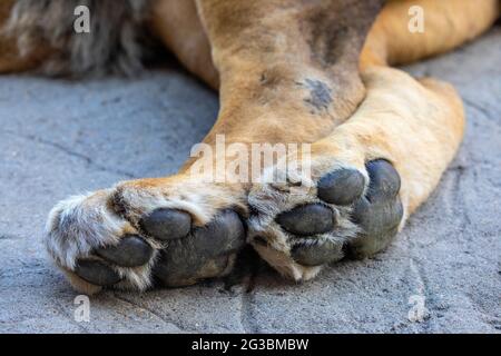 Close-up of Lion paws. Stock Photo