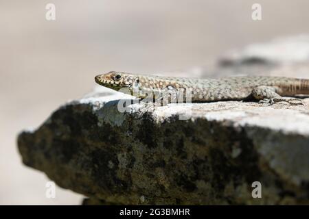 Greek Rock Lizard (Hellenolacerta graeca) adult male lying on a stone wall and basking in the sun Stock Photo