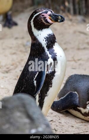 Close-up of an African Penguin. Stock Photo