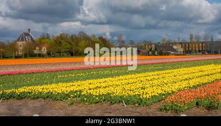 Dever castle in dutch city of Lisse with tulip fields of various colours in the foreground Stock Photo