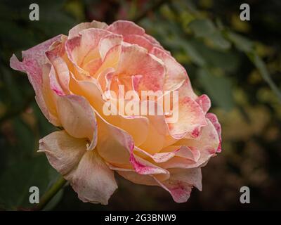 pink and yellow rose flower on blurred background Stock Photo
