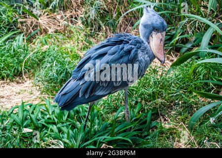 Shoebill or whalehead or shoe-billed stork (Balaeniceps Rex) in Prague zoo Stock Photo