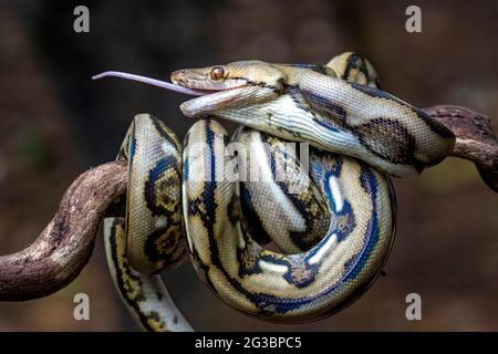 The mouse's tail was seen hanging out of the python's mouth. BEKSAI, INDONESIA: THIS IMAGE of a mouse being dragged to its death by a hungry three-foo Stock Photo