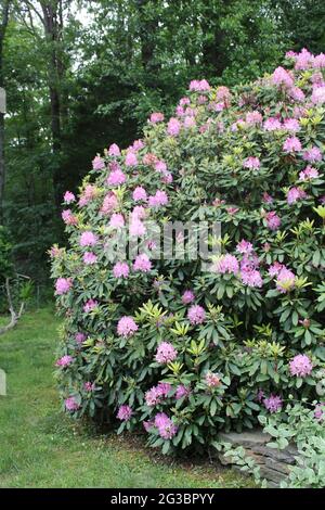 A Twenty Year Old Rhododendron Bush Stock Photo