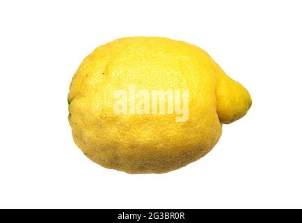 single amalfi lemon, sfusato amalfitano, isolated on white background Stock Photo