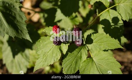 A Close Up of Blackberries on a Bush Stock Photo