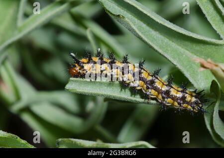 Fulvia Checkerspot, Chlosyne fulvia, larva on Great Plains Indian-paintbrush, Castilleja sessiliflora.  Notice tachinid fly eggs. Stock Photo