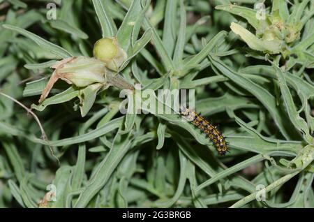Fulvia Checkerspot, Chlosyne fulvia, larva on Great Plains Indian-paintbrush, Castilleja sessiliflora.  Notice tachinid fly eggs. Stock Photo