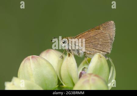 Crossline Skipper, Limochores origenes, perched on green milkweed, Asclepias viridis Stock Photo