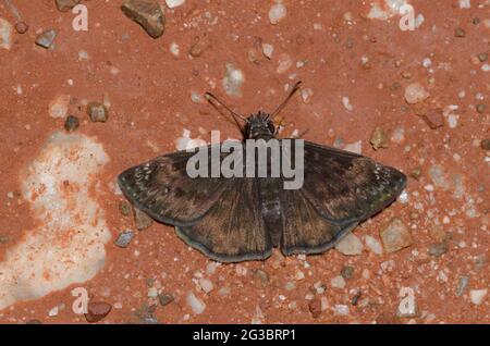 Horace’s Duskywing, Gesta horatius, male mud-puddling Stock Photo