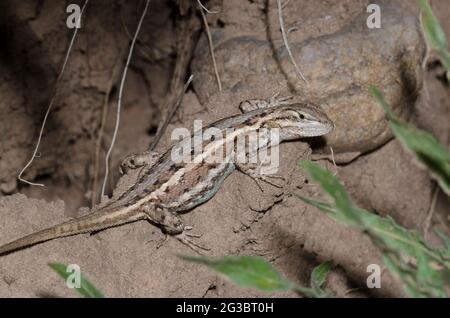 Fence Lizard, Sceloporus consobrinus Stock Photo