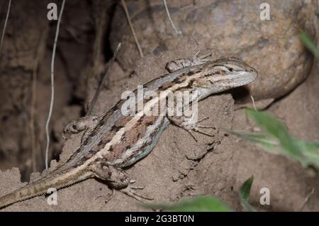 Fence Lizard, Sceloporus consobrinus Stock Photo