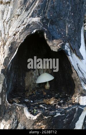 Silky Rosegill, Volvariella bombycina, growing deep within cavity in burned out Cottonwood, Populus deltoides Stock Photo