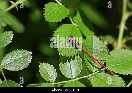 Large Red Damselfly sitting on a leaf. Stock Photo