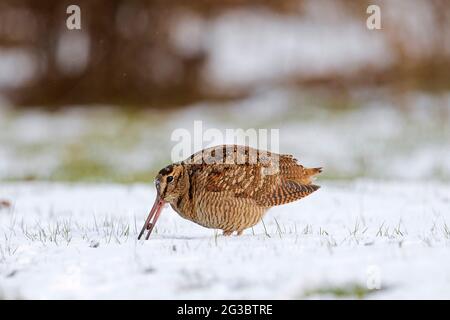 Eurasian woodcock (Scolopax rusticola) foraging in snow covered meadow in winter Stock Photo