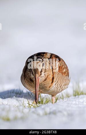 Eurasian woodcock (Scolopax rusticola) eating worm in snow covered meadow in winter Stock Photo