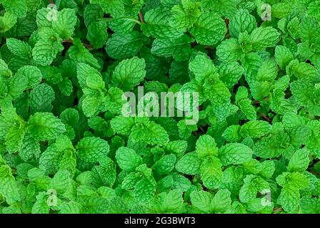 green mint plant in growth at vegetable garden,mint background Stock Photo