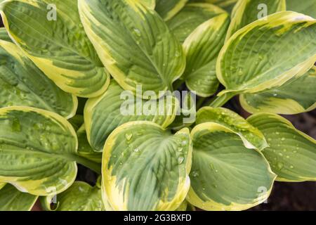 Raindrops on the green and yellow variegated leaves of a hosta plant growing in spring, Surrey, south-east England Stock Photo